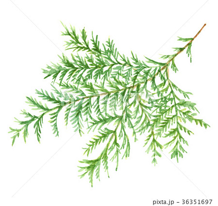 ヒバ【手描き水彩画】白バック 透過背景 36351697