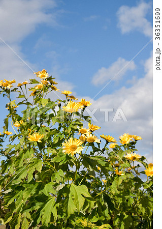 皇帝ひまわり 36351699