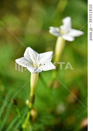 ルコウソウ(縷紅草) ルコウソウ(縷紅草) 36351810