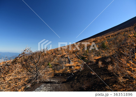 御庭・富士山の紅葉(山梨県) 御庭・富士山の紅葉(山梨県) 36351896