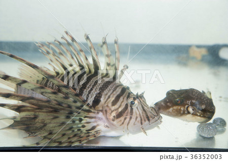 ミノカサゴとキタマクラ 36352003