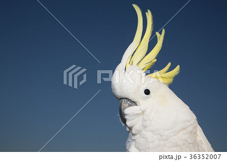 オウム 36352007