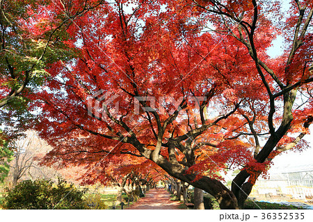 小石川植物園、イロハモミジの紅葉（12月）東京都文京区 36352535