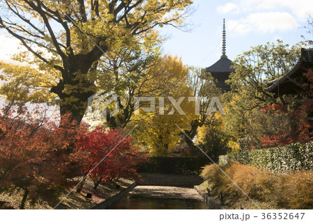 紅葉の東寺五重塔 紅葉の東寺五重塔 36352647