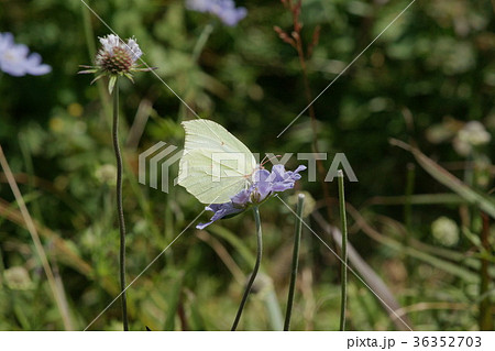 マツムシソウの蜜を吸うスジボソヤマキチョウ 36352703