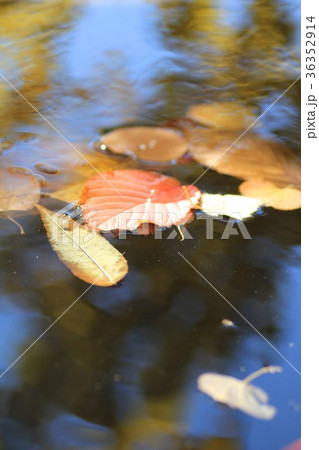 紅葉の落ち葉が浮かぶ池の水面 36352914