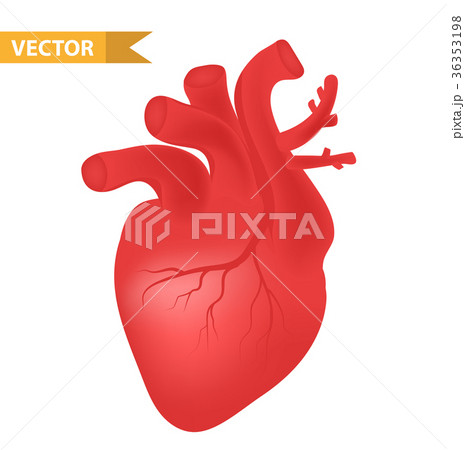 Human heart icon, realistic 3d style. Internal 36353198