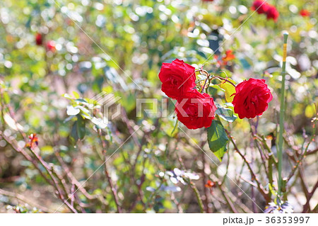 赤バラの花　ユーロピア―ナ 36353997