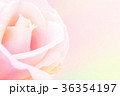 Sweet pink rose 36354197