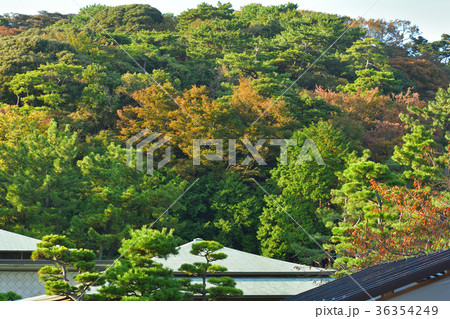 横浜・三渓園 36354249