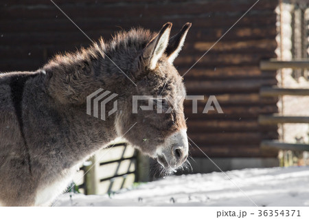 A donkey outside with beautiful light 36354371