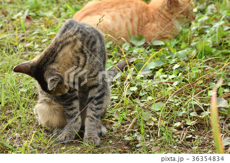 横浜・三渓園 横浜・三渓園 36354834