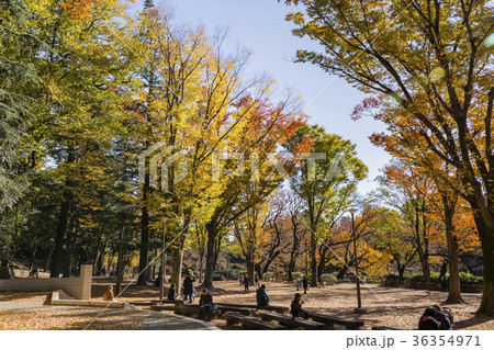 紅葉の井の頭公園 36354971