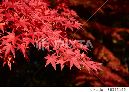 紅葉 紅葉 36355146