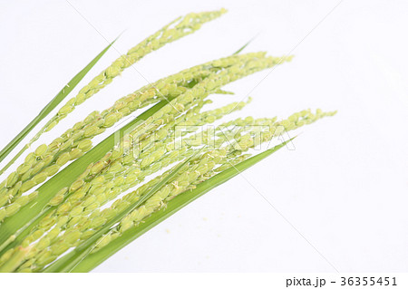 稲穂　緑色　白バック 36355451