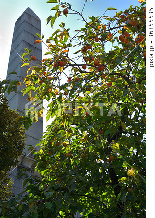 日本100名城・甲府城 日本100名城・甲府城 36355535