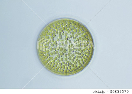 コアミケイソウ 36355579