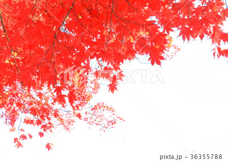 Autumn leaves isolated on white background Autumn leaves isolated on white background 36355788