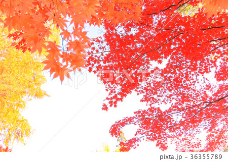 Autumn leaves isolated on white background Autumn leaves isolated on white background 36355789