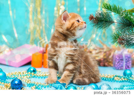 Small British kitten and Christmas decorations Small British kitten and Christmas decorations 36356075