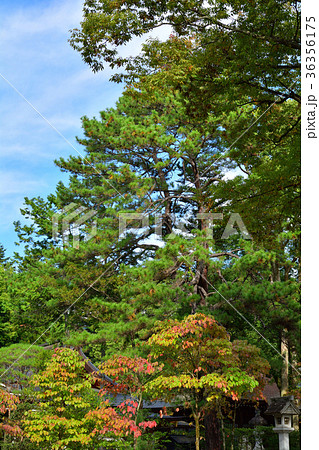 山梨・武田神社 山梨・武田神社 36356175