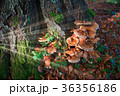 Armillaria mushrooms in the woods in Staverden 36356186