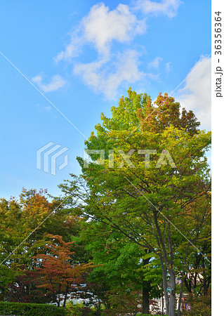 山梨・ぶどうの丘 36356364