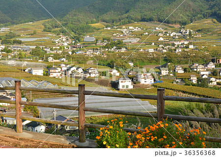 山梨・ぶどうの丘 36356368