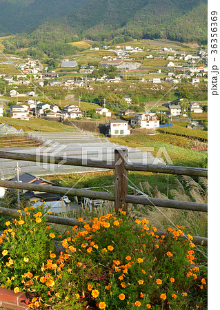 山梨・ぶどうの丘 山梨・ぶどうの丘 36356369