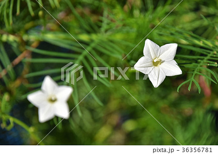 ルコウソウ（縷紅草） 36356781