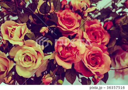 vintage rose background vintage rose background 36357516