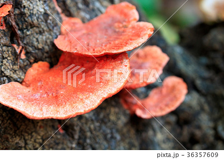 ナラに着いた菌類 ナラに着いた菌類 36357609