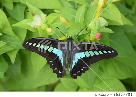 アオスジアゲハ 36357701