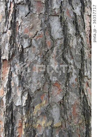 Background. Brown textured bark mountain pine Background. Brown textured bark mountain pine 36357717