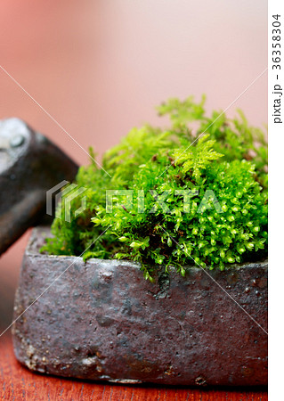 香合に苔 香合に苔 36358304