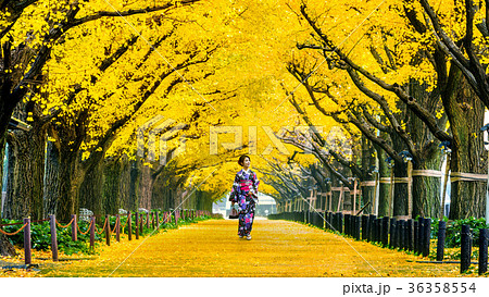 Beautiful girl wearing japanese traditional kimono at row of yel Beautiful girl wearing japanese traditional kimono at row of yel 36358554