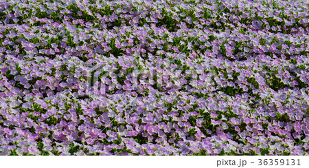 Pink flowers at Ashikaga Flower Park Pink flowers at Ashikaga Flower Park 36359131