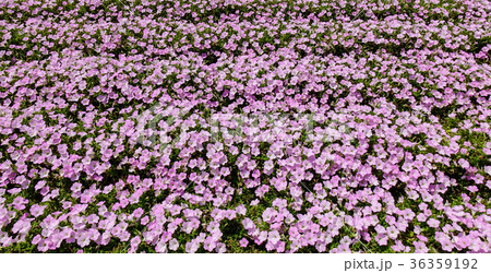 Pink flowers at Ashikaga Flower Park Pink flowers at Ashikaga Flower Park 36359192
