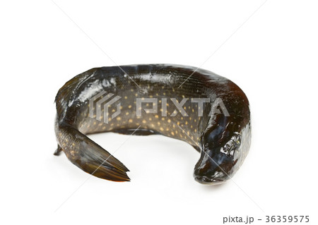 Freshwater fish pike Freshwater fish pike 36359575