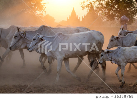 Cows coming home on dusty road at sunset 36359769