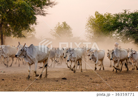 Cows coming home on dusty road at sunset Cows coming home on dusty road at sunset 36359771