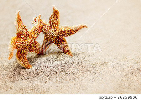 Meeting two starfish. The concept of a triotic 36359906