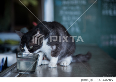 猫 ねこ ネコ 36360205