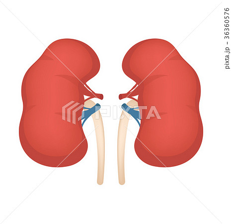Kidneys icon, flat style. Internal organs of the 36360576