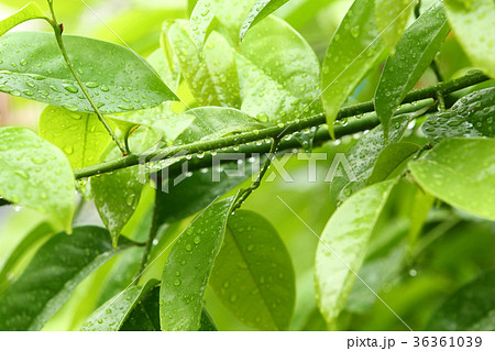Nature Nature 36361039