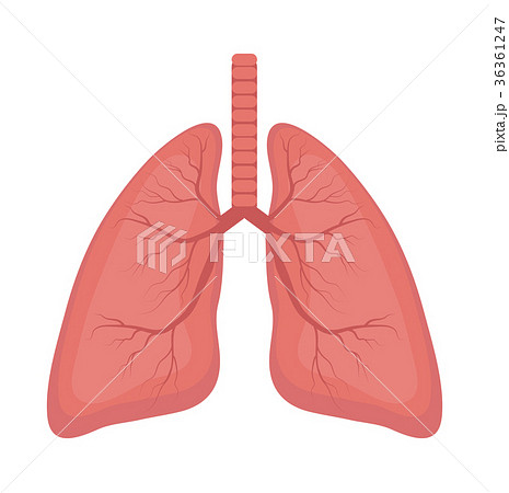 Lungs icon, flat style. Internal organs of the Lungs icon, flat style. Internal organs of the 36361247