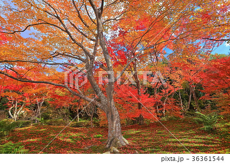 宝筐院の紅葉 36361544