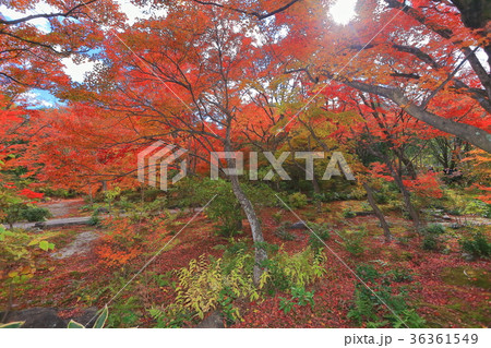宝筐院の紅葉 宝筐院の紅葉 36361549