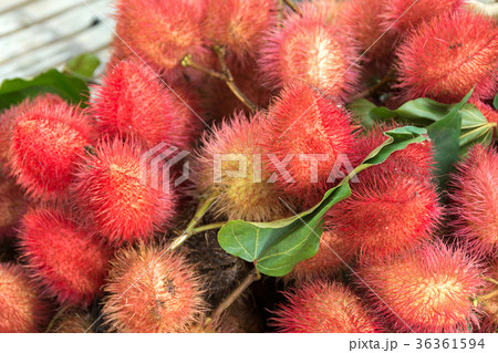 Annatto tree .Bixa orellana 36361594
