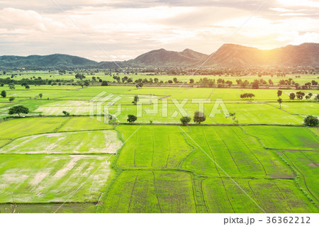 Rice field in Thailand Rice field in Thailand 36362212